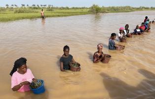 Freiwillige im Senegal pflanzen Mangroven Freiwillige pflanzen Mangroven