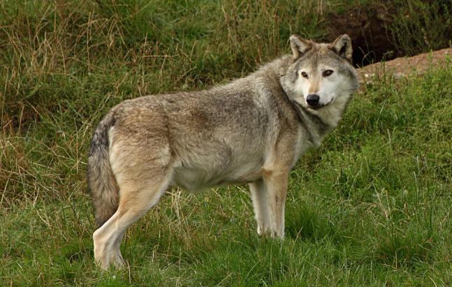 Der Wolf und das Anthropozän Der Wolf und das Anthropozän