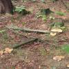 Waldboden