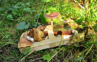 Pilze Oberbarnim